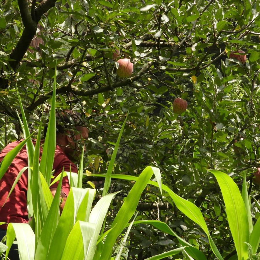 The Royal Orchard Kasol Hotell Exteriör bild